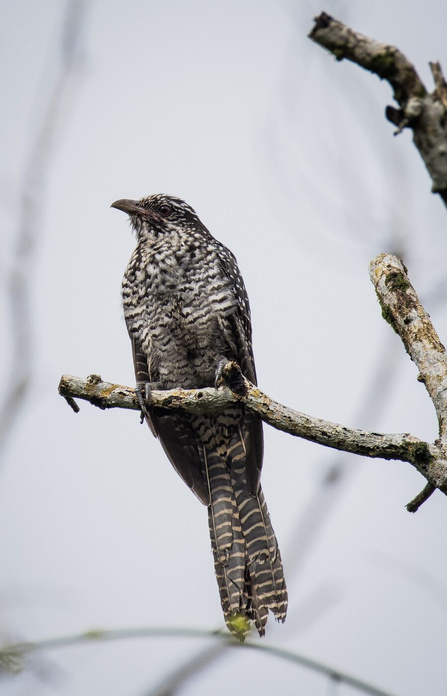 A bird perched on a bare branch in the resort gardens
