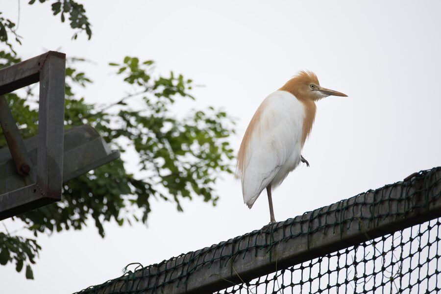 A cattle egret perched on a fence