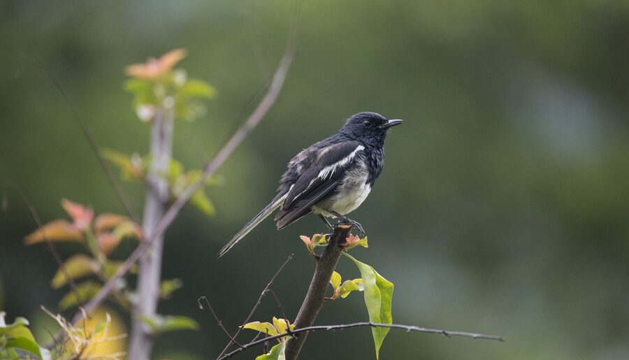 An oriental magpie-robin perched among garden foliage