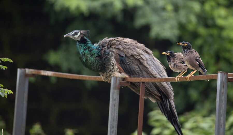 Peafowl resting on a railing in the grounds