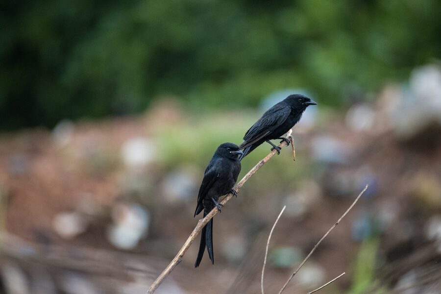 A black drongo perched in the gardens