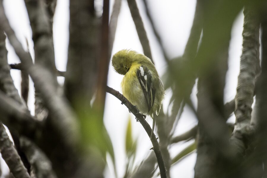 A small yellow bird in the resort greenery