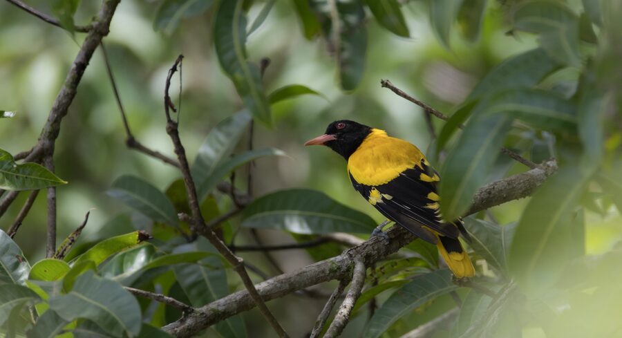 A black-hooded oriole perched among leaves