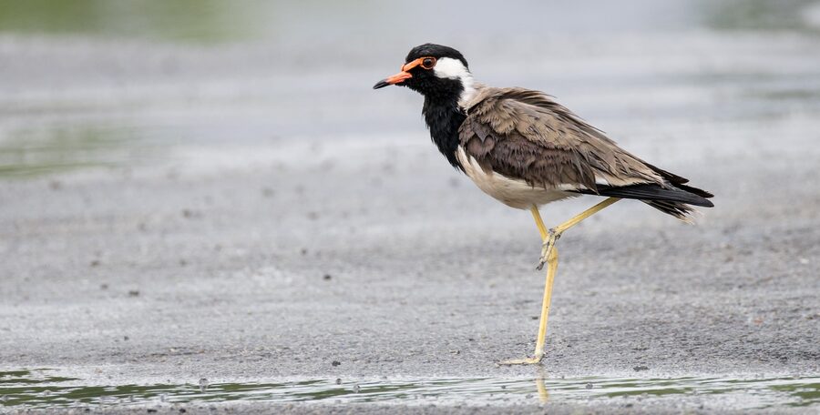 A red-wattled lapwing on the wet ground