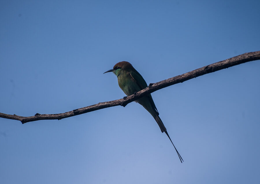 A green bee-eater perched on a branch