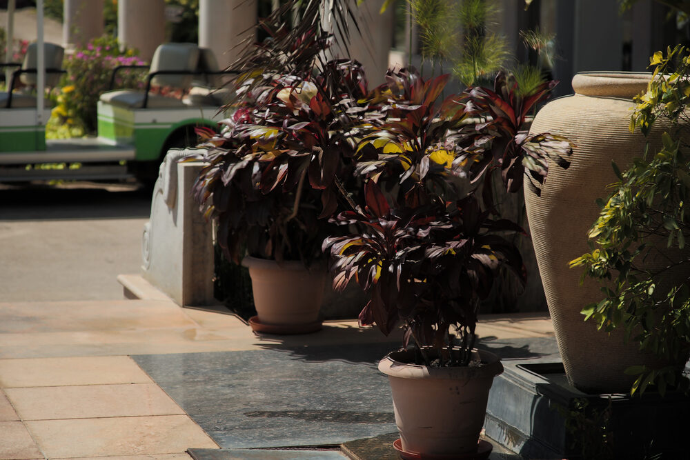 Potted plants and a decorative urn in the resort grounds