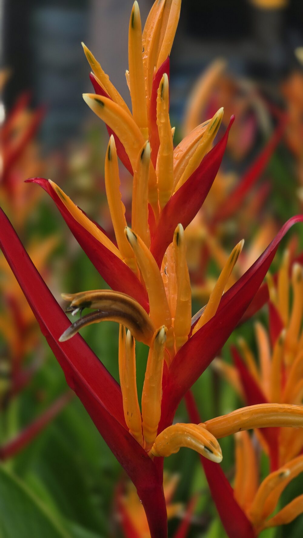 Vivid heliconia flowers in the resort gardens